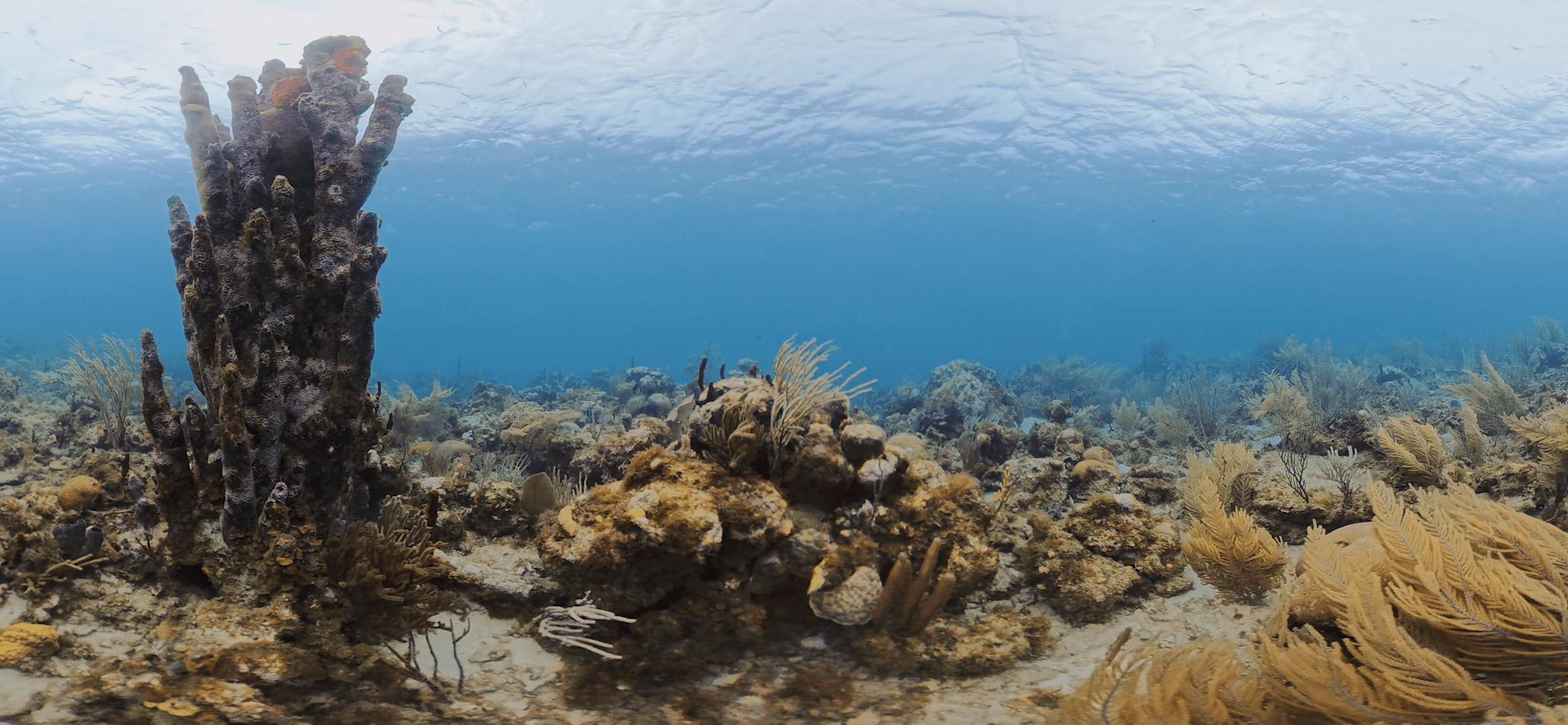 Reef panorama from Presence