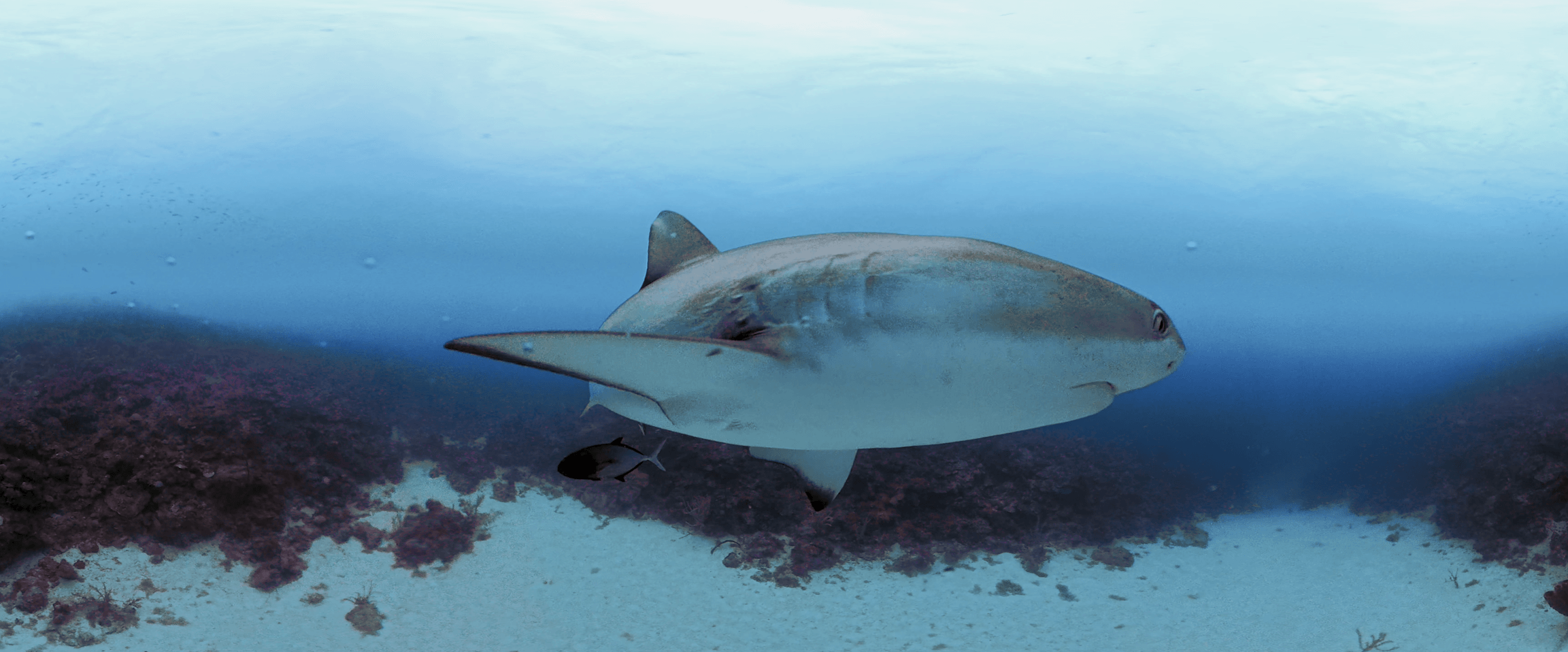Shark passage from Presence